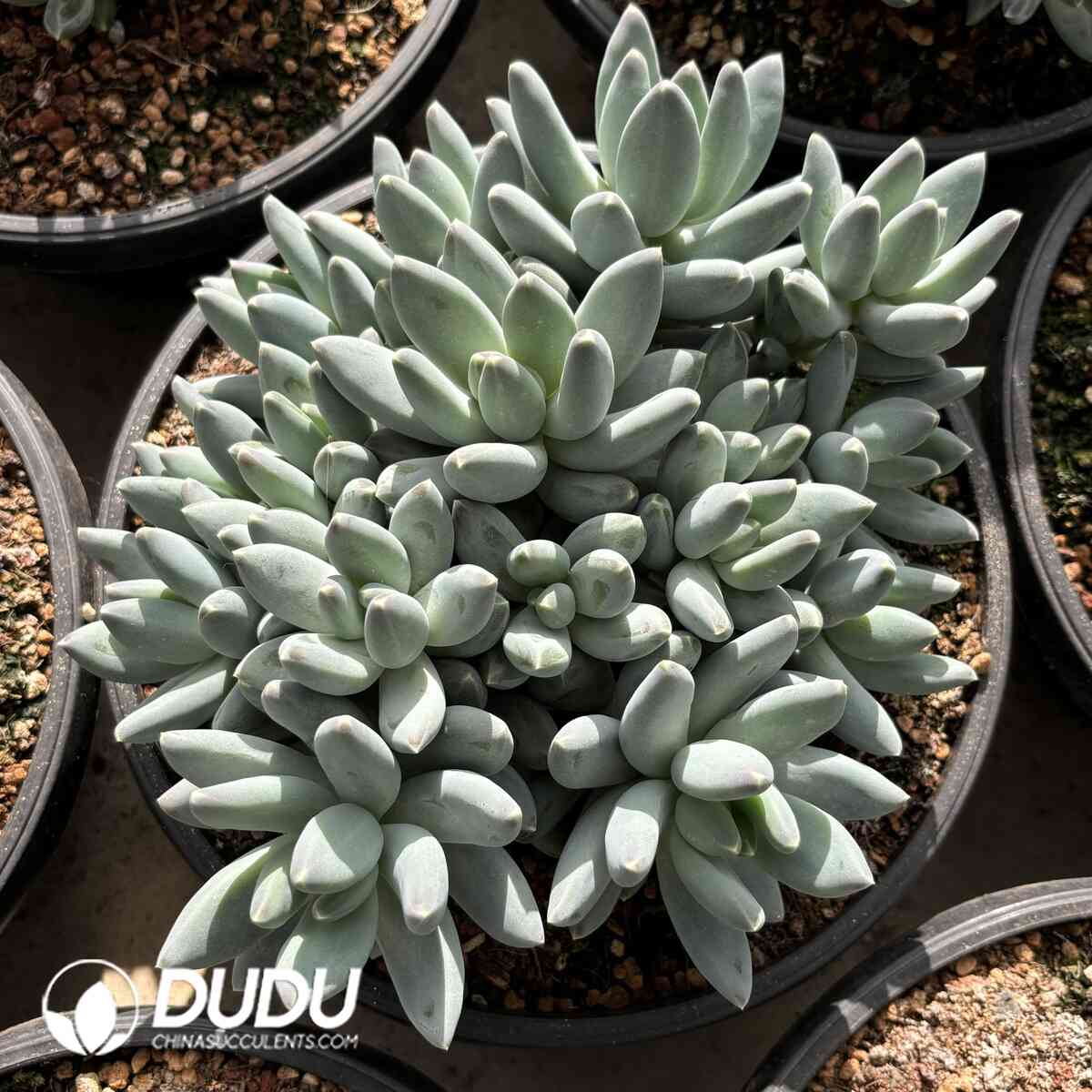 e201-956.jpg Pachyphytum Oviferum Clustering - Image 1