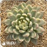 [RTS]Echeveria Princess Ice Variegated