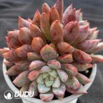 Echeveria Bloody Clustering