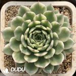 Echeveria Shi Qiu Variegated