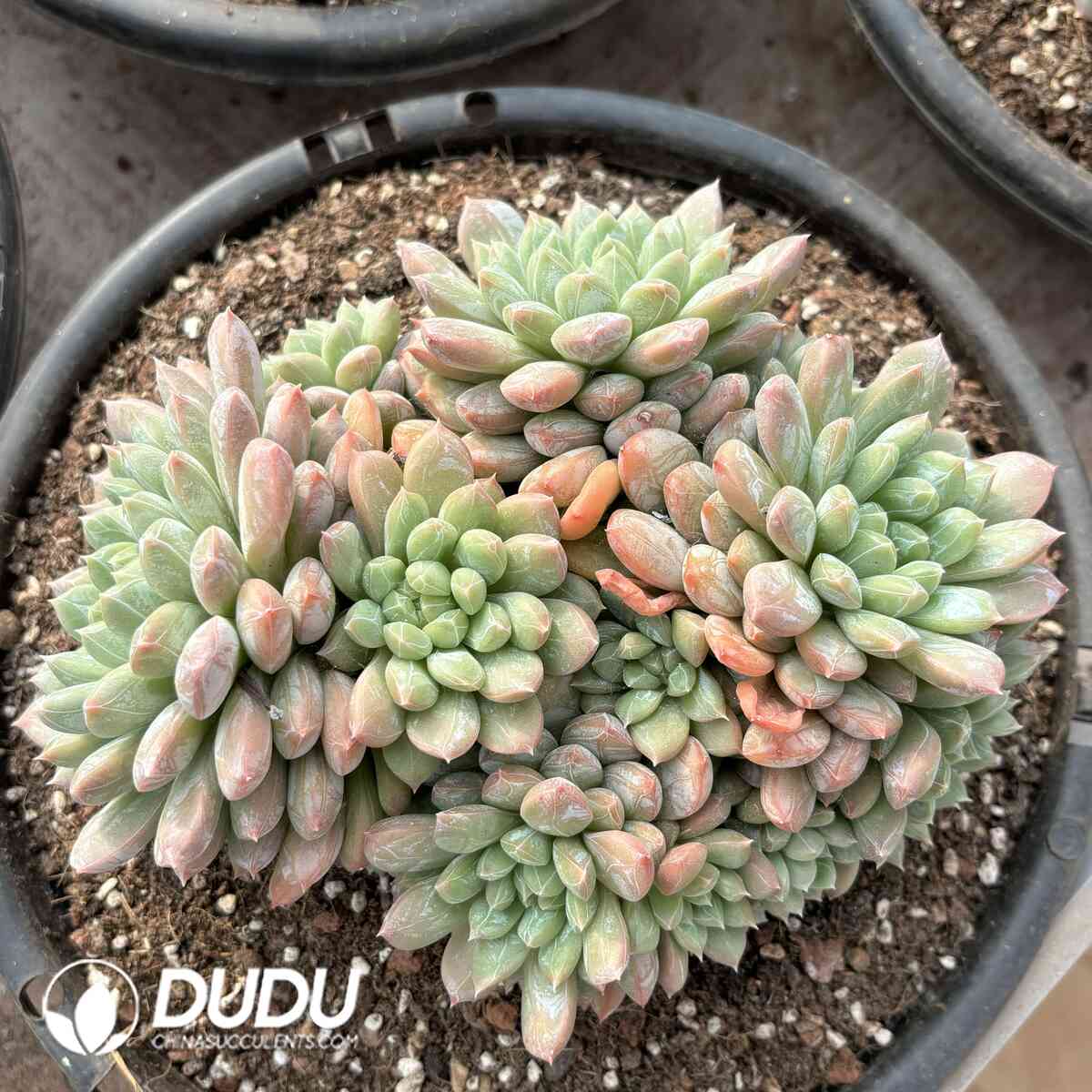 e201-961.jpg Pachyphytum Bada Jade Clustering - Image 1