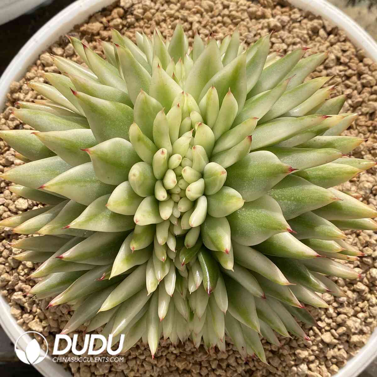 e201-962.jpg Echeveria Green Lotus Variegated Cristata - Image 1