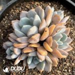 Echeveria Bread Clustering