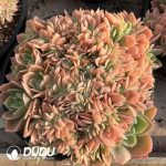 [RTS]Echeveria Silk Veil Cristata