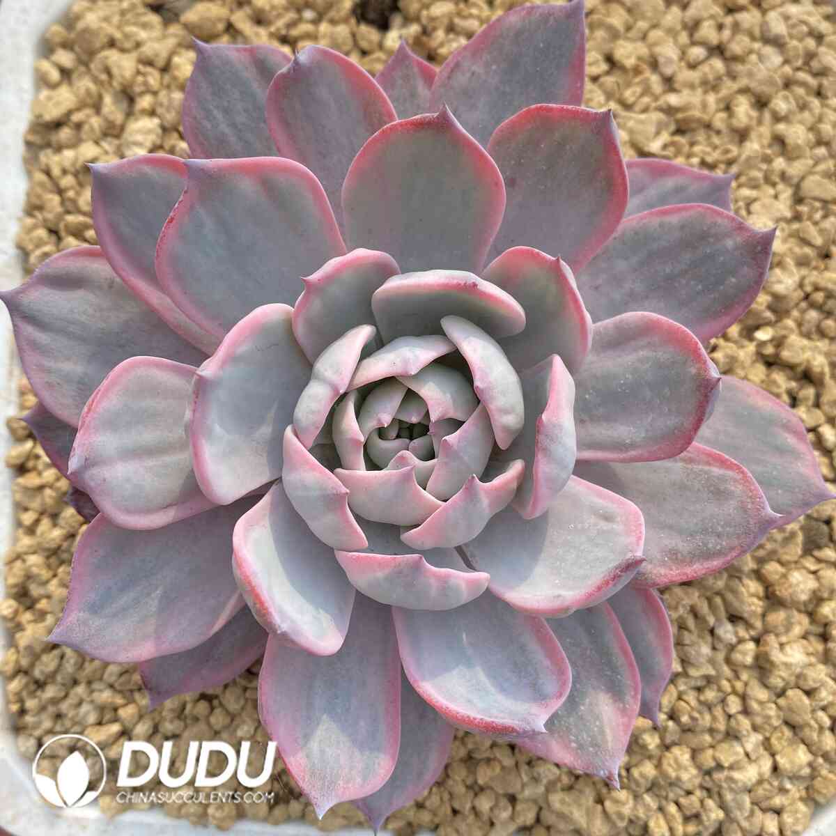 e201-966.jpg Echeveria Lawrence Variegated - Image 1