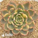 Echeveria Paso Doble Variegated