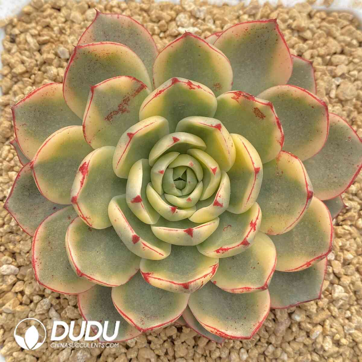 e201-967.jpg Echeveria Paso Doble Variegated - Image 1