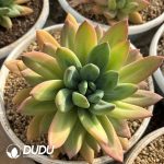 Pachyphytum Song of The Sea