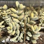 Cotyledon Orbiculata cv. Short Round Leaf Variegated Clustering