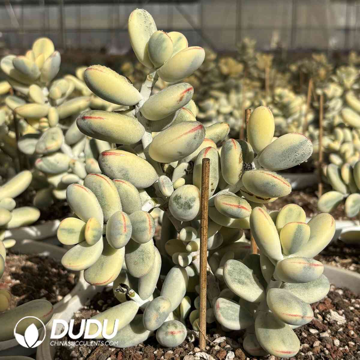 e201-969.jpg Cotyledon Orbiculata cv. Short Round Leaf Variegated Clustering - Image 1