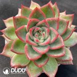 Echeveria Agavoides Floriana