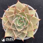 Echeveria Star Variegated