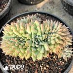 Pachyphytum Green Orange Cristata