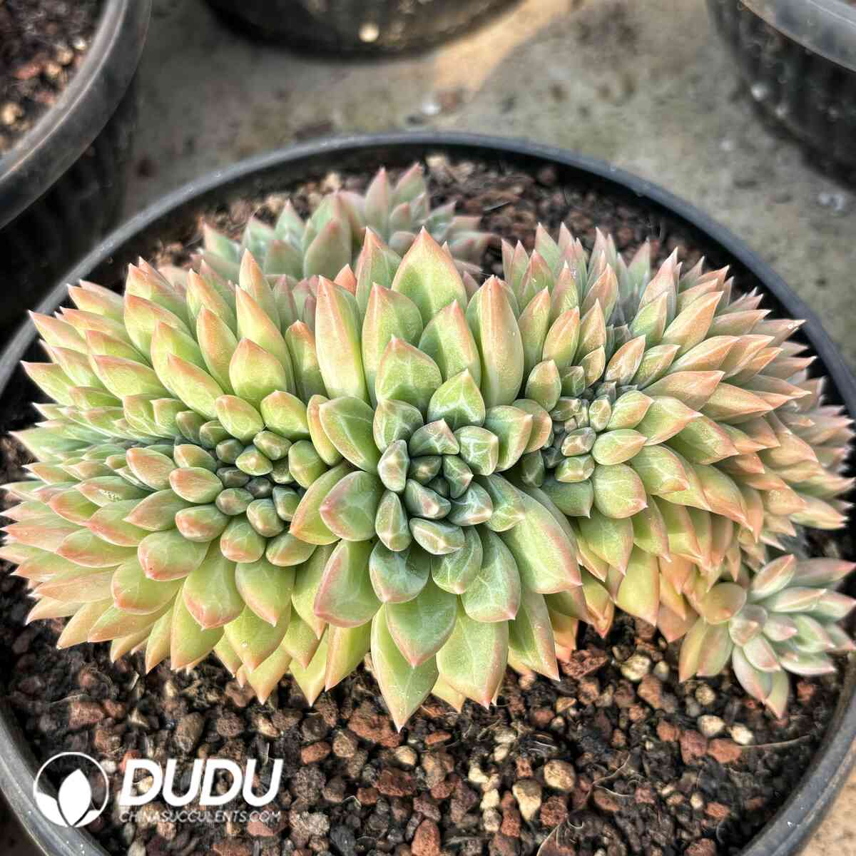 e201-974.jpg Pachyphytum Green Orange Cristata - Image 1