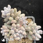 Pachyphytum Mike Milk Clustering