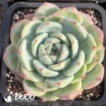 [RTS]Echeveria White Pulledsugar