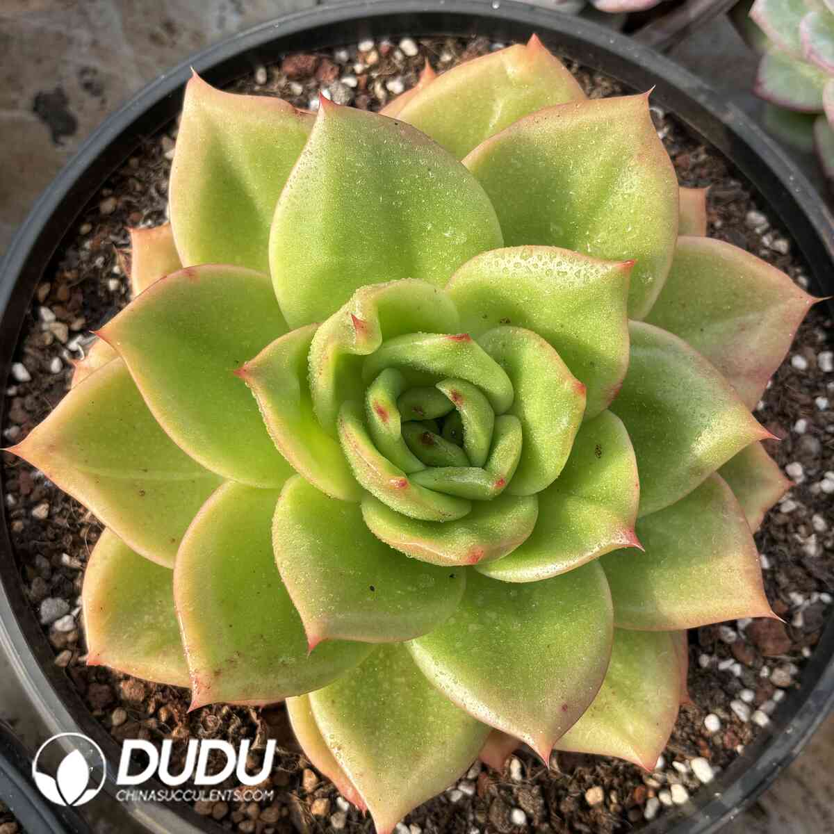 e201-977.jpg Echeveria Lion King - Image 1