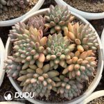 Pachyphytum Yan Zi Clustering