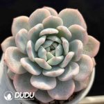 Echeveria Orange Variegated