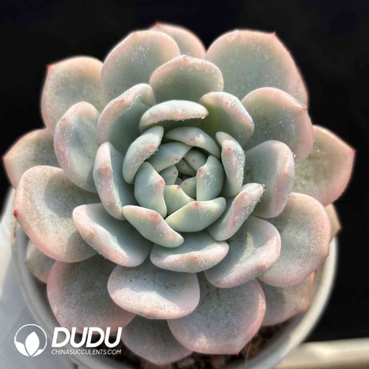 e201-979.jpg Echeveria Orange Variegated - Image 1