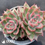 Echeveria Agavoides Floriana Double Head