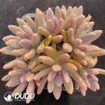 Pachyphytum Candy Beauty Clustering