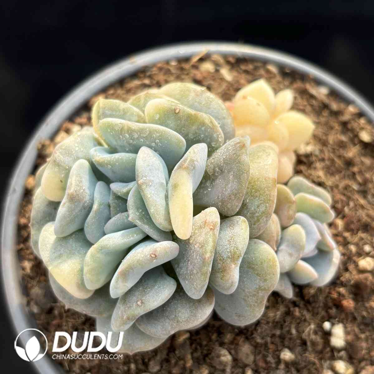 e201-981.jpg Echeveria Exotic Variegated - Image 1