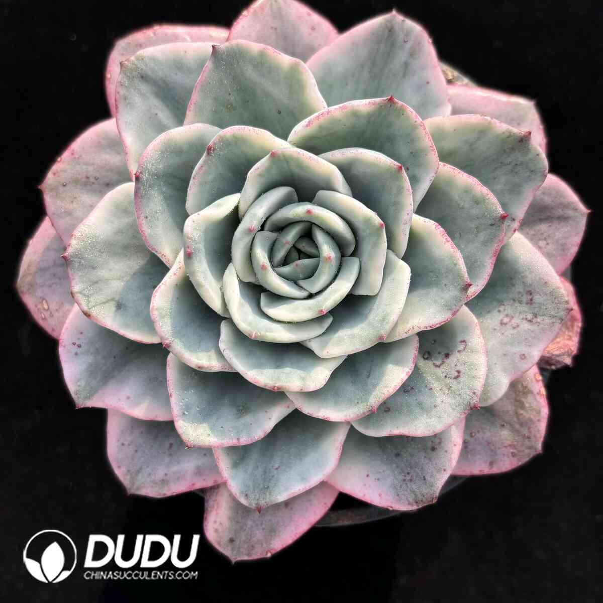 e201-983.jpg Echeveria Creamy Peach Variegated - Image 1