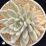 Graptoveria Opalina Variegated
