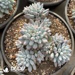 Pachyphytum Enlightenment Clustering