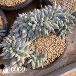 Pachyphytum Gothic Cristata