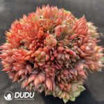 Echeveria Red Wine Peach Clustering