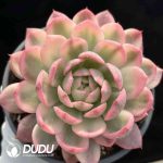 Echeveria Pink Crystal