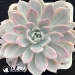 Graptoveria Opalina Variegated
