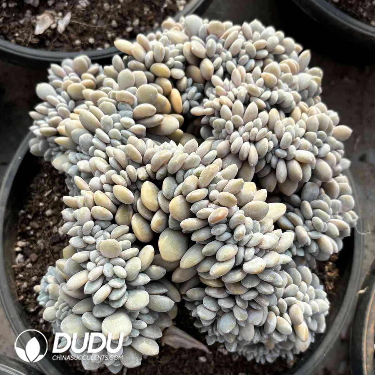 e201-999.jpg Graptoveria Snow Bunny Cristata - Image 1