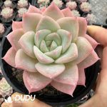 Echeveria Cheese Milk Tea - Image 2