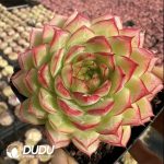 Echeveria Nightingale - Image 2