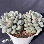 Echeveria Grape Double Heads - Image 2