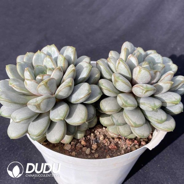 Echeveria Grape Double Heads - Image 2