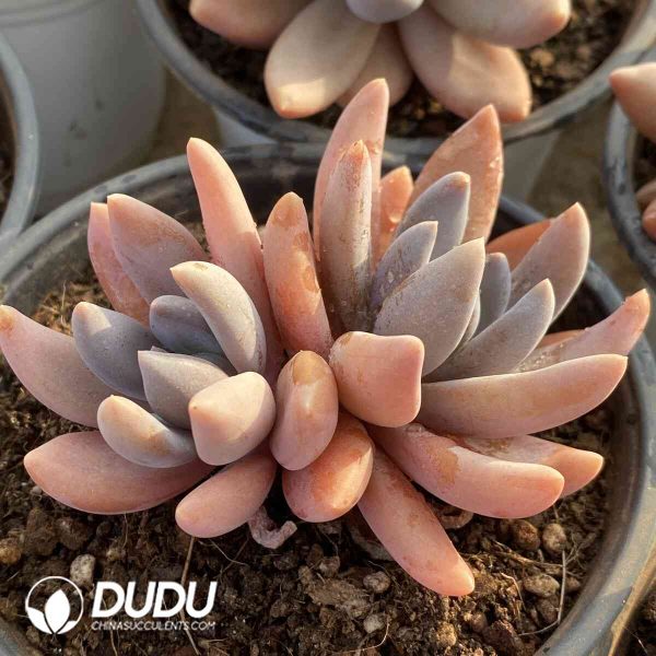 Pachyphytum Oviferum cv. Shireiden Double Heads - Image 2