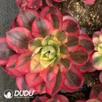 Aeonium As You Wish - Image 2