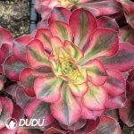 Aeonium Alice - Image 2