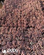 105pcs Echeveria Cupid Seedlings - Image 2