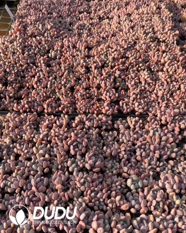 105pcs Echeveria Cupid Seedlings - Image 2