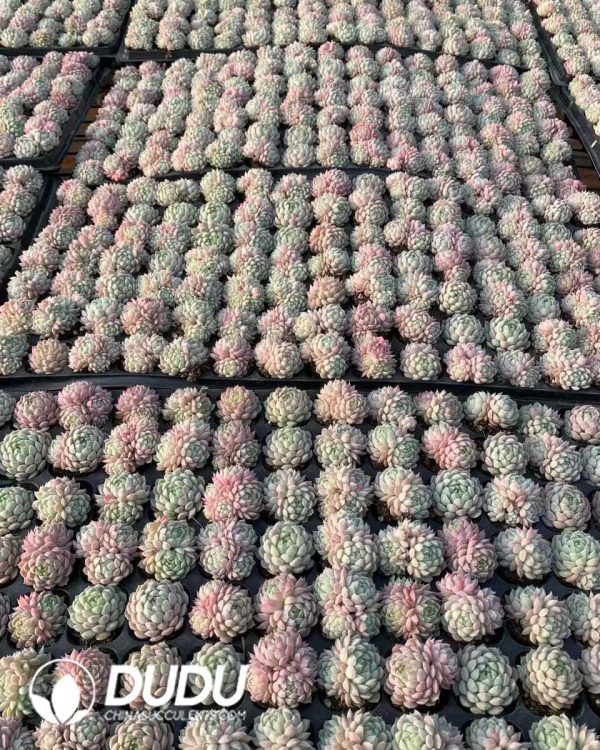 105pcs Echeveria Ball of Fat Seedlings - Image 2