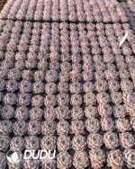 105pcs Echeveria Poseidon Seedlings - Image 2