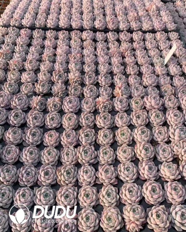 105pcs Echeveria Poseidon Seedlings - Image 2