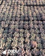 105pcs Echeveria Orange Monroe Seedlings - Image 2