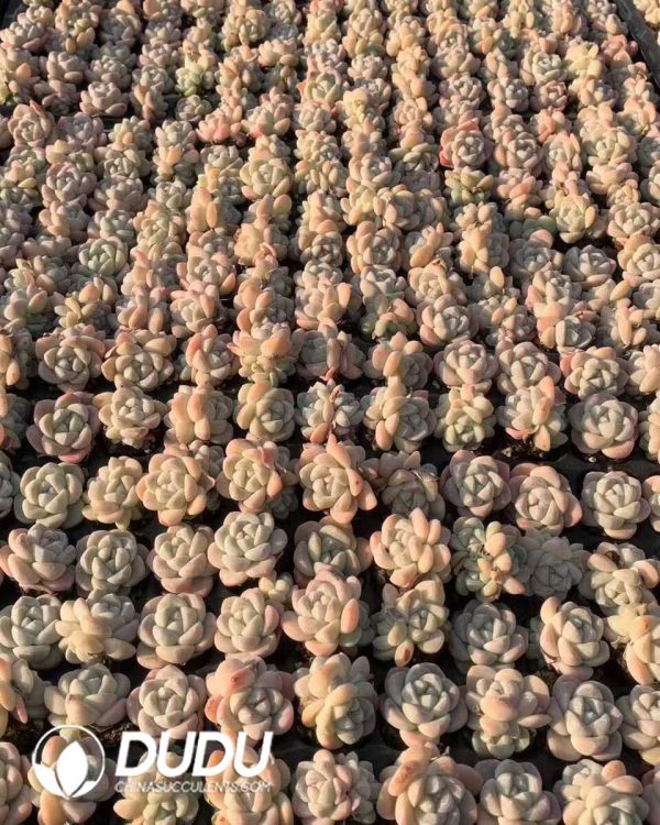 105pcs Echeveria Ice Green Seedlings - Image 2