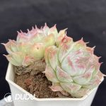 Echeveria Pandora Double Haeds - Image 2